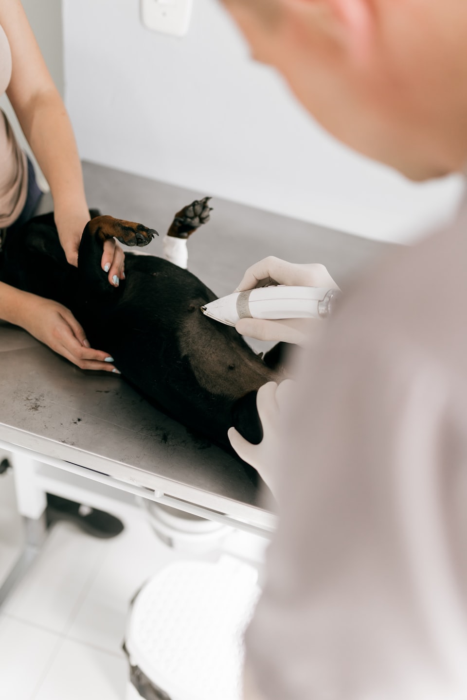 Veterinario afeita el abdomen de un perro en la mesa de exploración.