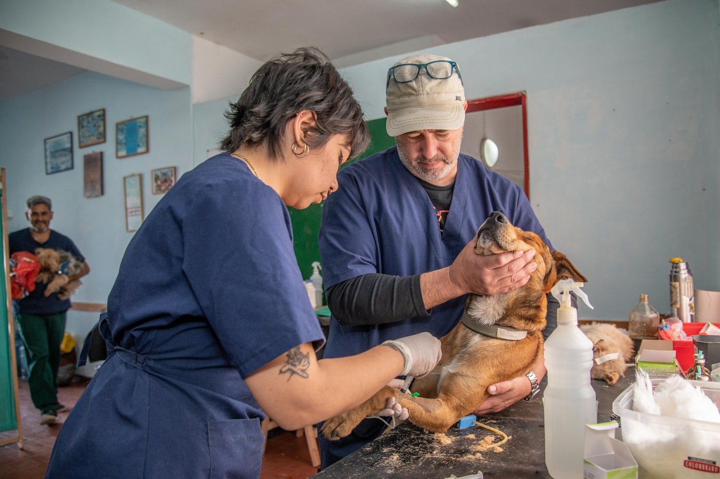 Cuidados básicos para erizos de tierra en el hogar chileno