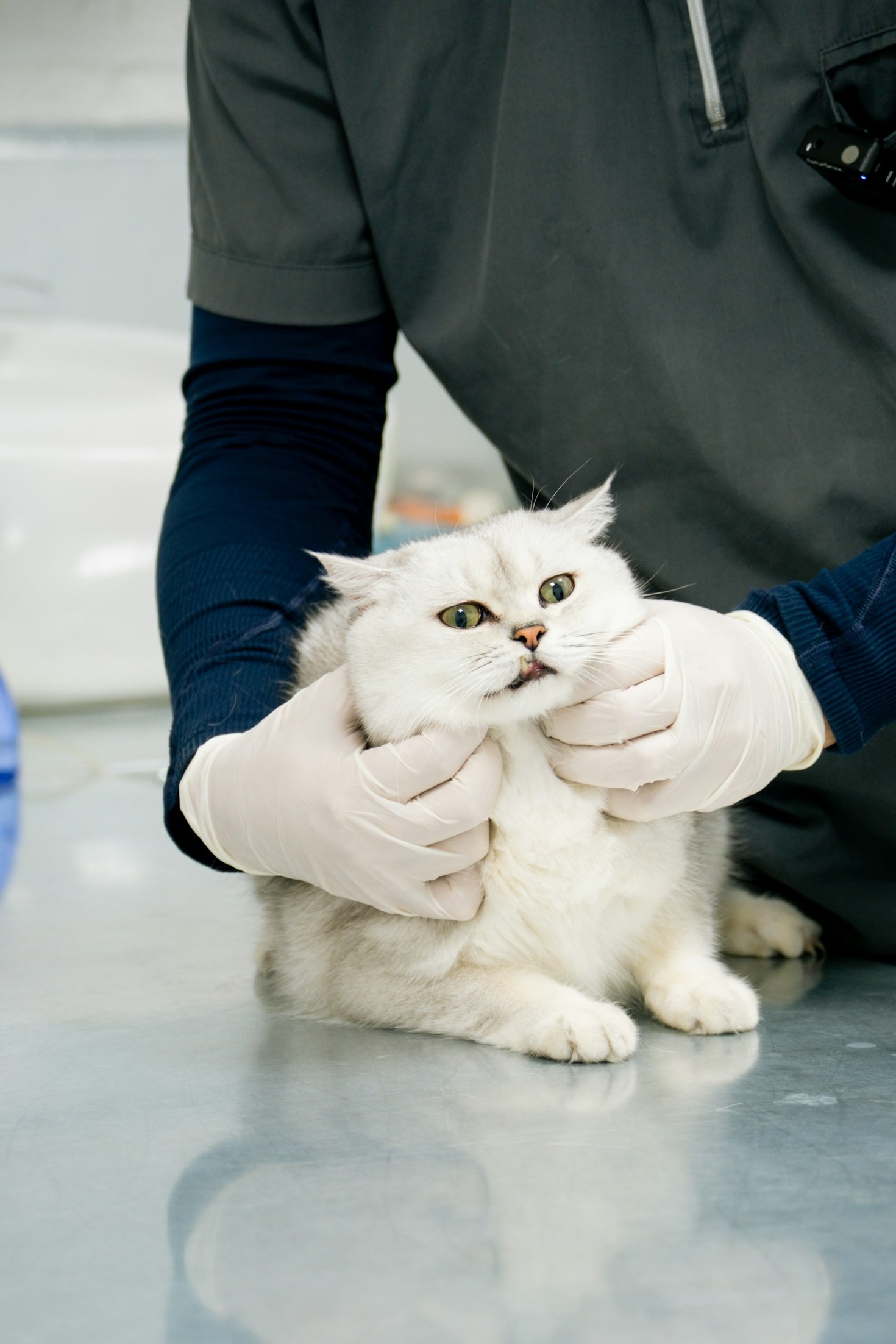 Qué considerar antes de una cirugía para tu mascota