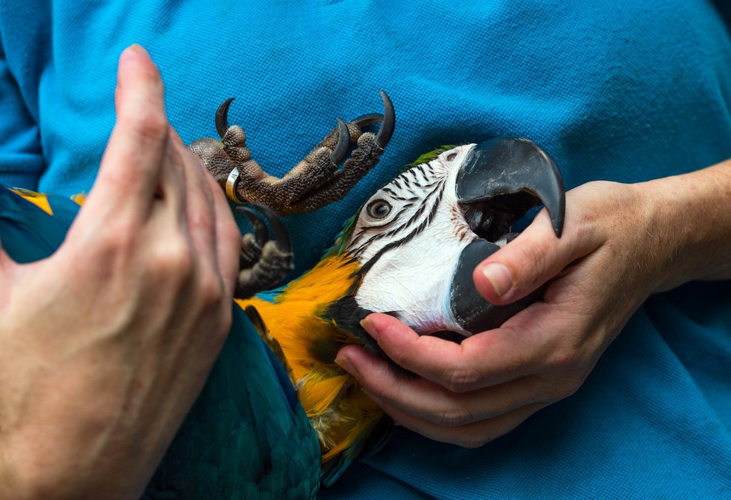 Guía preventiva para el bienestar de aves de compañía