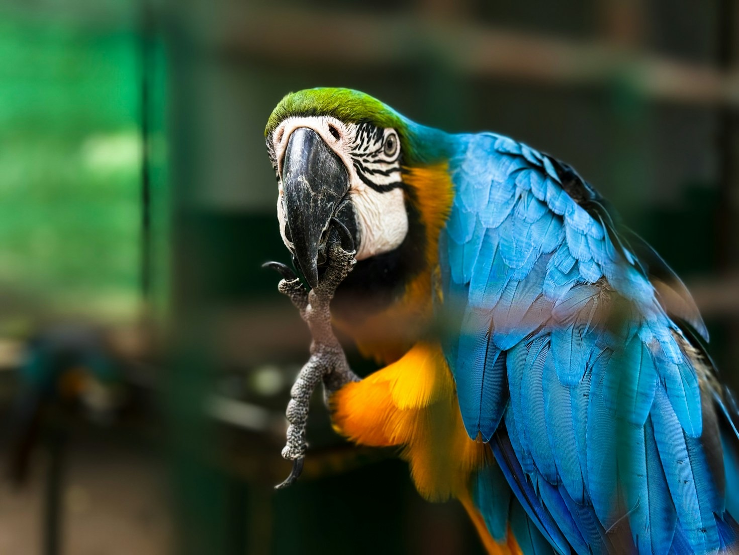 Mitos y realidades sobre la anestesia en mascotas mayores